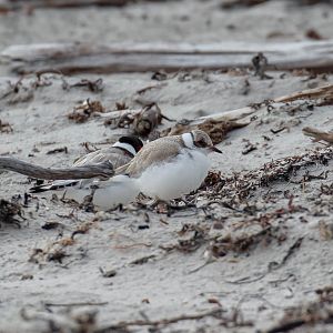 Hooded Plover juvenile