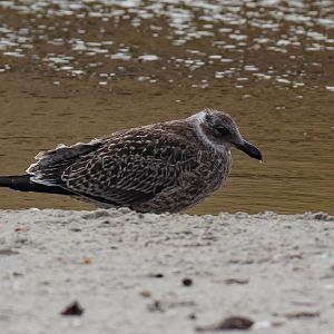 Kelp Gull juvenile