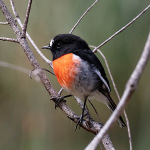Scarlet Robin