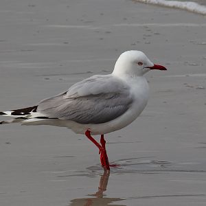 Silver Gull