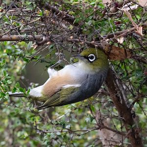 Silvereye