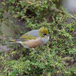 Silvereye