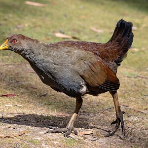 Tasmanian Native Hen