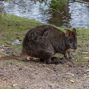 Tasmanian Pademelon