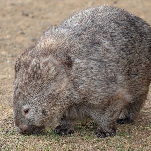 Common Wombat