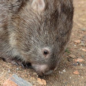 Common Wombat