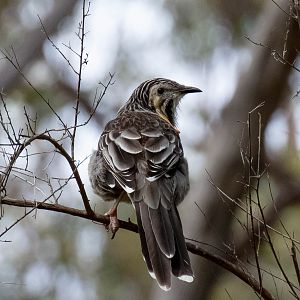 Yellow Wattlebird