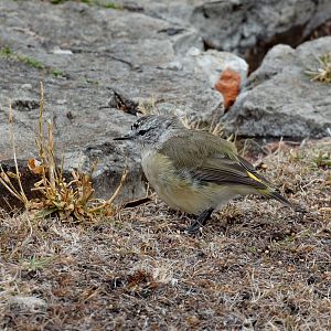 Yellow-rumped Thornbill