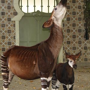 Okapi (Okapia johnstoni) with calf, 2006-07-24