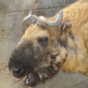Mishmi takin (Budorcas taxicolor taxicolor), 2006-11-05