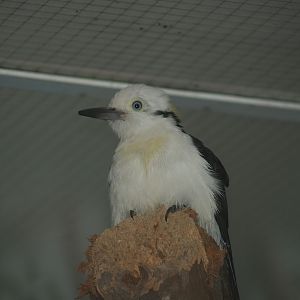 White woodpecker (Melanerpes candidus), 2006-11-19