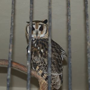 Striped owl (Asio clamator), 2006-12-24