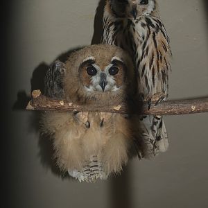 Striped owl (Asio clamator) with chick, 2007-09-02