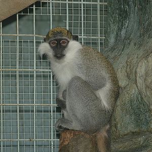 Grivet (Chlorocebus aethiops), 2007-05-13