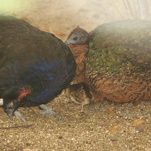 Congo peafowl (Afropavo congensis) couple with chick, 2007-07-22