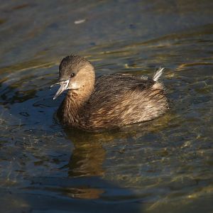 Little grebe (Tachybaptus ruficollis), 2008-02-10