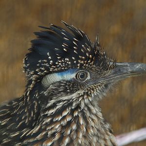 Greater roadrunner (Geococcyx californianus), 2008-08-01
