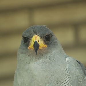 Pale chanting goshawk (Melierax canorus), 2008-08-01