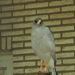 Pale chanting goshawk (Melierax canorus), 2008-08-01