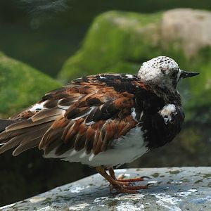Ruddy turnstone (Arenaria interpres), 2008-08-01
