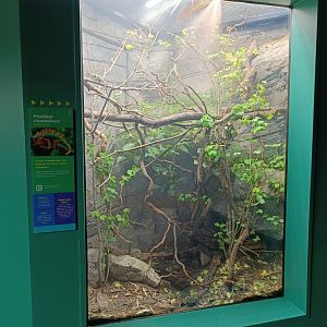 Panther Chameleon vivarium