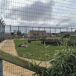 Lion Enclosure at Wolds Wildlife Park (March 2024)