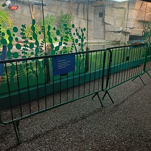 Philippine Crocodile pool in SLoRA (new Reptile House)