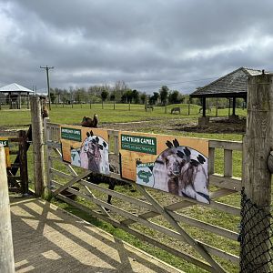 Dromedary & Bactrian Camel / Emu / Zebra Mixed Enclosure at Wolds Wildlife Park (March 2024)