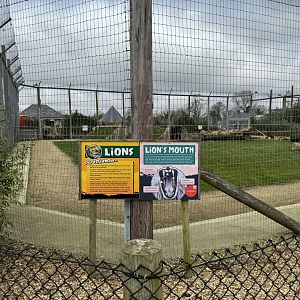 Lion Signage at Wolds Wildlife Park (March 2024)