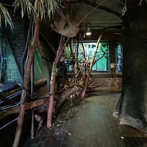Two-toed Sloth mother and baby in Rainforest Life