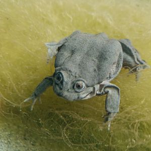 Lake Titicaca Frog