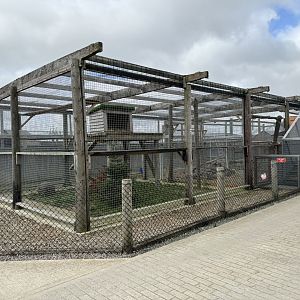 Temporary Snow Leopard Enclosure at Wolds Wildlife Park (March 2024)