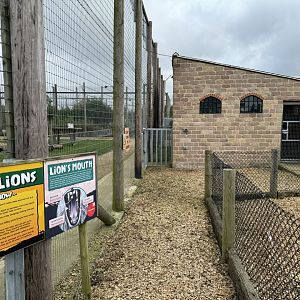 Lion Runs at Wolds Wildlife Park (March 2024)