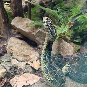 Ethiopian Mountain Adder