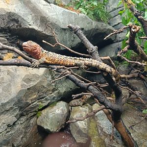 Chinese Crocodile Lizard