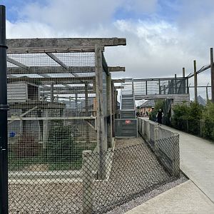 Snow Leopard Tunnel at Wolds Wildlife Park (March 2024)