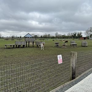 Llama / Alpaca / Rhea / Goat Enclosure at Wolds Wildlife Park (March 2024)