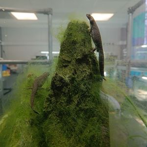 Sardinian Brook Salamanders