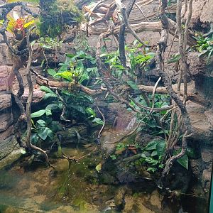 Amazon Basin Emerald Tree Boa vivarium with underwater viewing