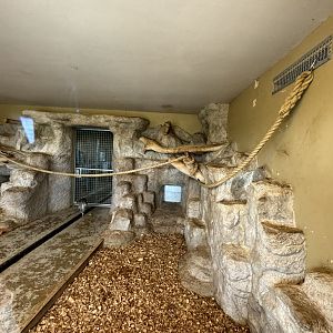 Lemur Indoor Enclosure at Wolds Wildlife Park (March 2024)