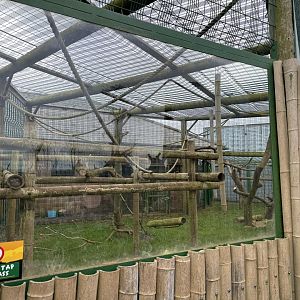Pig-tailed Macaque Enclosure at Wolds Wildlife Park (March 2024)