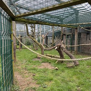 Pig-tailed Macaque Enclosure at Wolds Wildlife Park (March 2024)