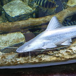 BXSea Aquarium - Piraiba Catfish (Brachyplatystoma filamentosum)