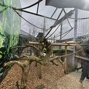 Red-backed Bearded Saki Enclosure at Wolds Wildlife Park (March 2024)