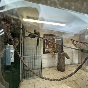 Red-backed Bearded Saki Indoor Enclosure at Wolds Wildlife Park (March 2024)