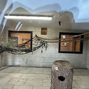 Red-backed Bearded Saki Indoor Enclosure at Wolds Wildlife Park (March 2024)