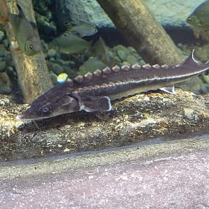 BXSea Aquarium - Russian Sturgeon (Acipenser gueldenstaedtii)