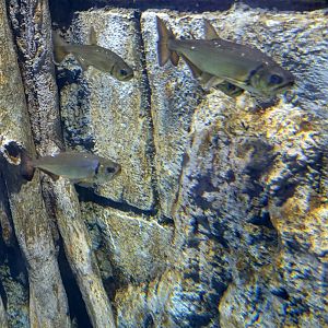 BXSea Aquarium - Payara (Hydrolycus armatus)