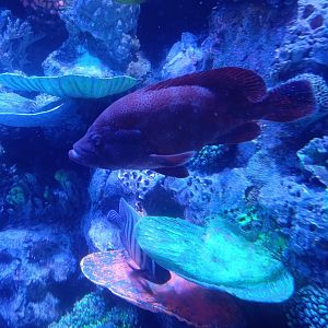 BXSea Aquarium - Tomato Hind (Cephalopholis sonnerati)