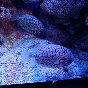BXSea Aquarium - Pineconefish (Monocentris japonica)